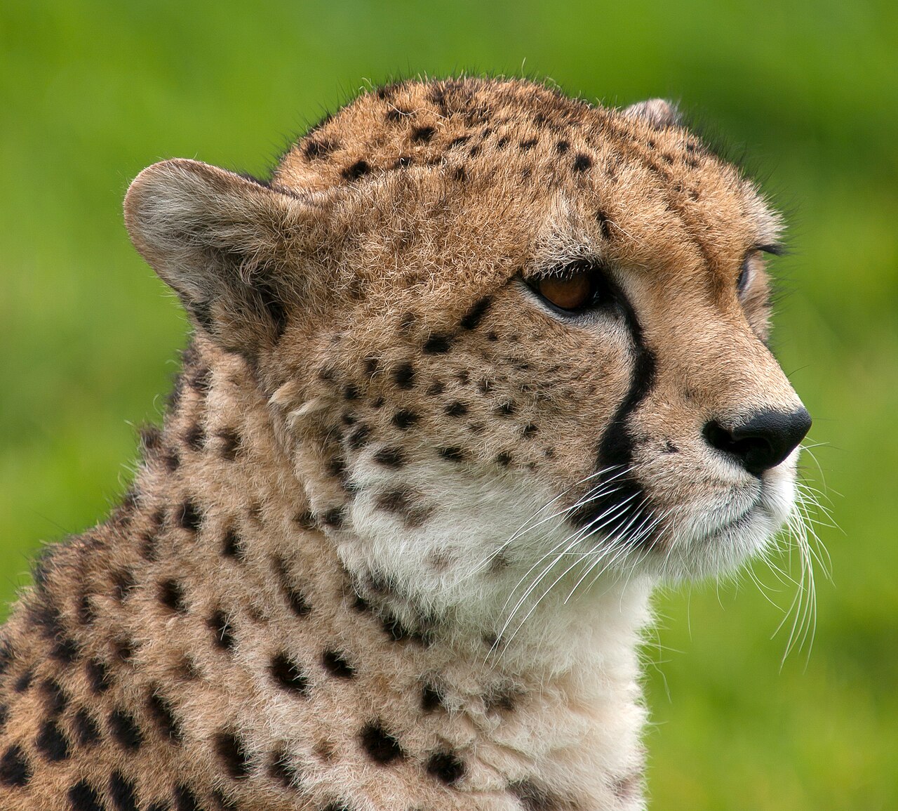 Close-up real photograph of a cheetah looking to the side against green foliage