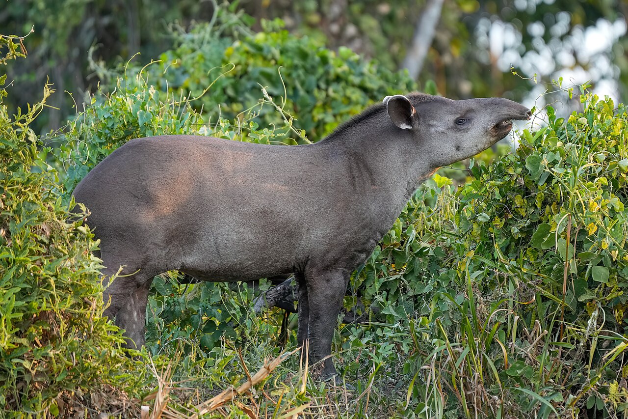 Lowland tapir stretching its flexible snout towards green leaves in Brazil