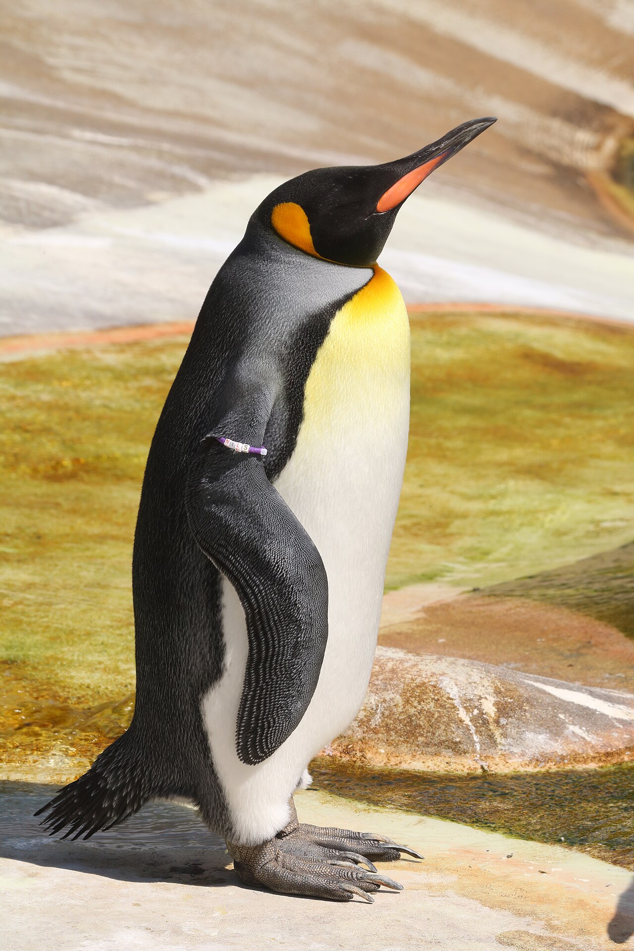 King penguin with orange and yellow markings standing at Edinburgh Zoo